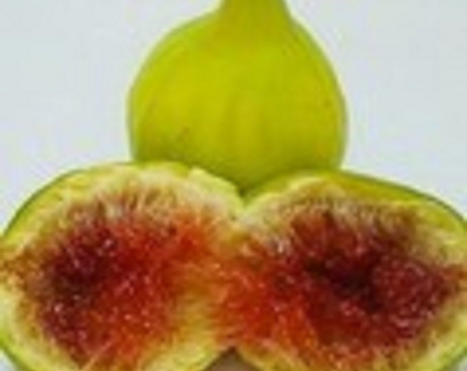 1P. MAKANA CUTTING. not rooted