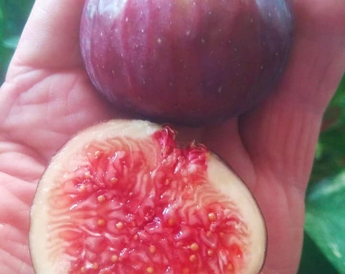 1 DIAMANTE ROSSO fig cutting. not rooted