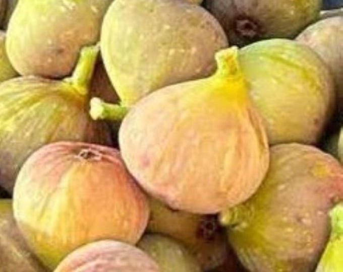 1 Pc. L 1G  CUTTING NOT ROOTED.