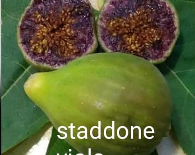 1 - STARDONE VEOLA  NOT   rooted   cutting. -
