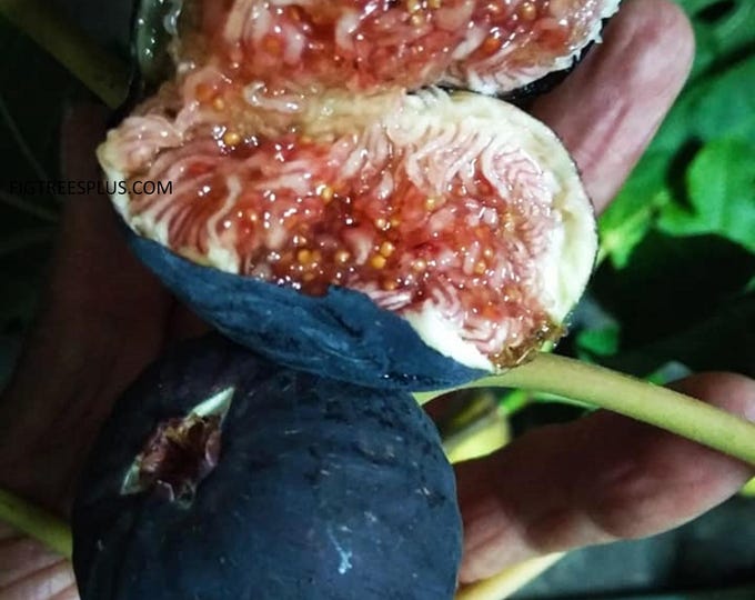 1  Black Madeira live plant 16" tall