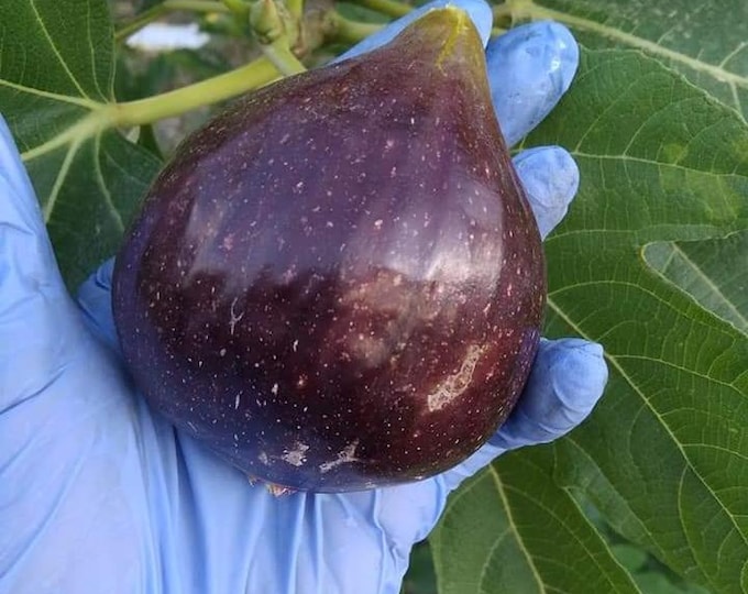 1 Pc. TAURO LIVE PLANT, # 1A / 32"