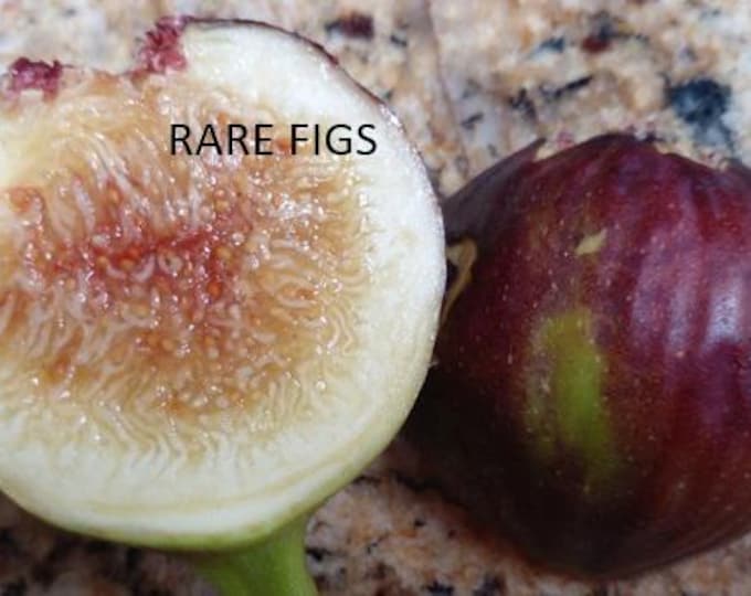 1 PC. WUHAN  fig cutting not rooted.