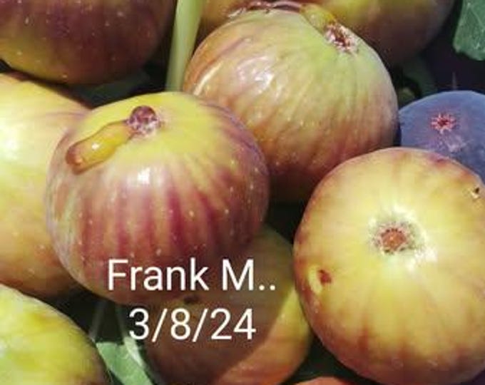 1Pc. FRANK M CUTTING. not rooted