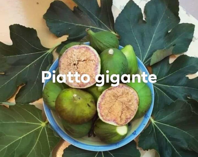 1Pc. piato GIGANTE FIG.CUTTING.
