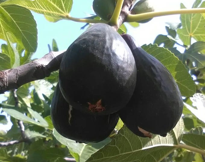 1 - VIOLETTA GIGANTE fig cutting.