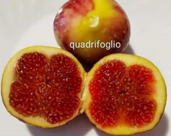 1 QUADRIFOGLIO. Live Plant 16" tall