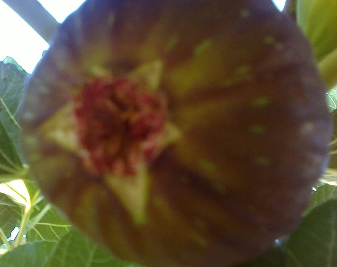 1 STELLATO not rooted cutting