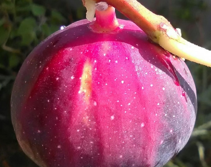 1- amore fig tree cutting . NOT ROOTED.