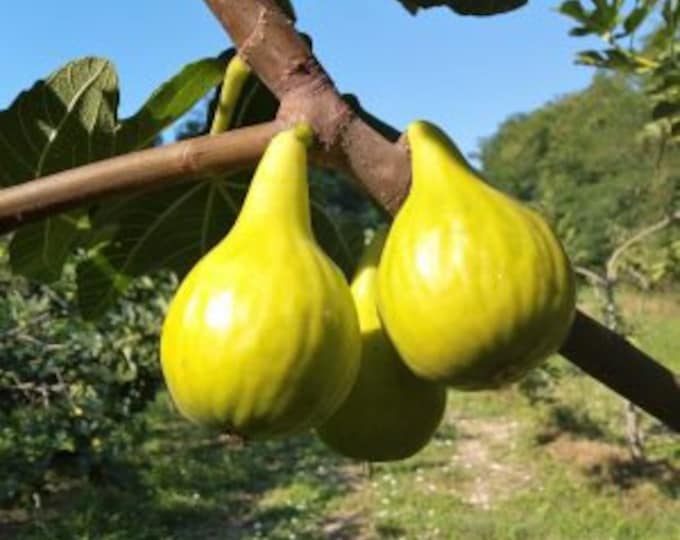 1 P. YELLOW LONG NECK”cutting, not rooted