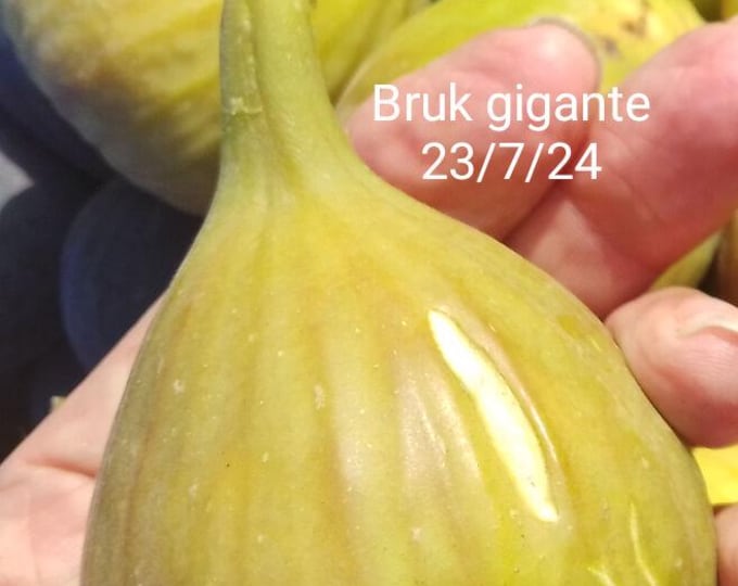 1Pc. BRUK GIGANTE CUTTING.not rooted