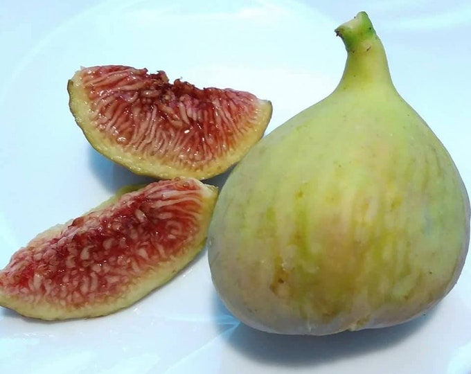 1- white madeira fig tree   10"+ inches