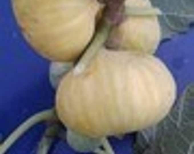 1P. PIATO GIALLO GIGANTE  cutting not rooted