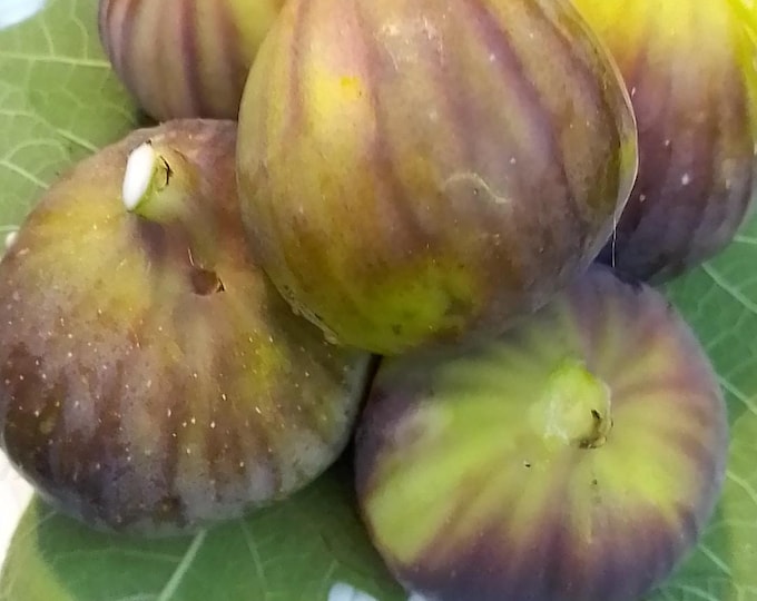 1Pc NUOVO CUTTINGS