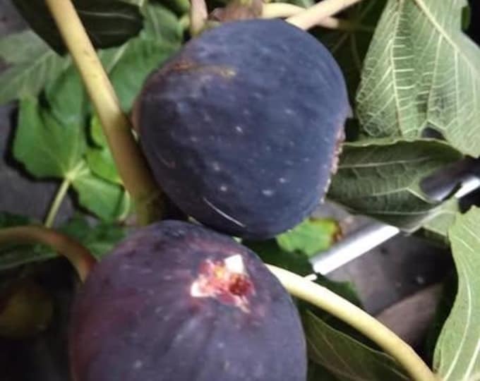 1Pc. BLACK MADEIRA Live Plant ,# 1M - 21"