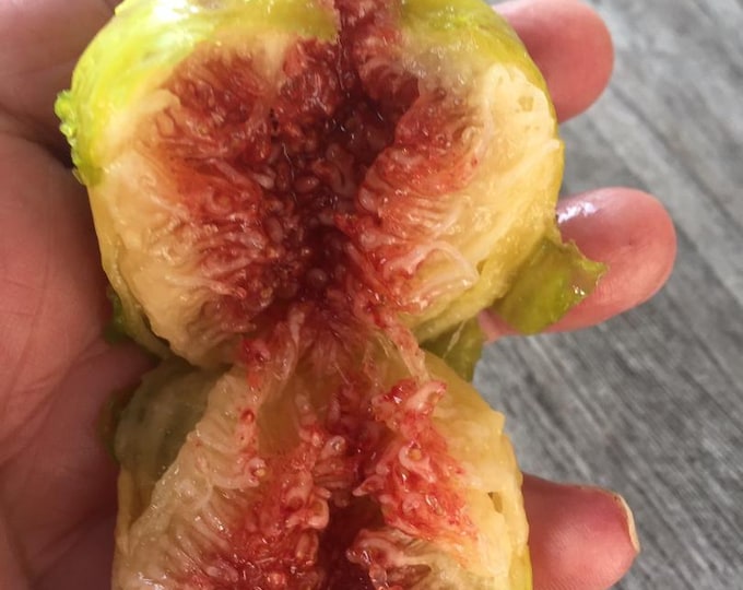 3P.   ITALIAN  White fig cuttings , not rooted.