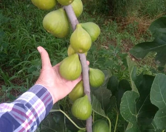 1 Pc.  FIKORONE ST. Giovanni CUTTING.