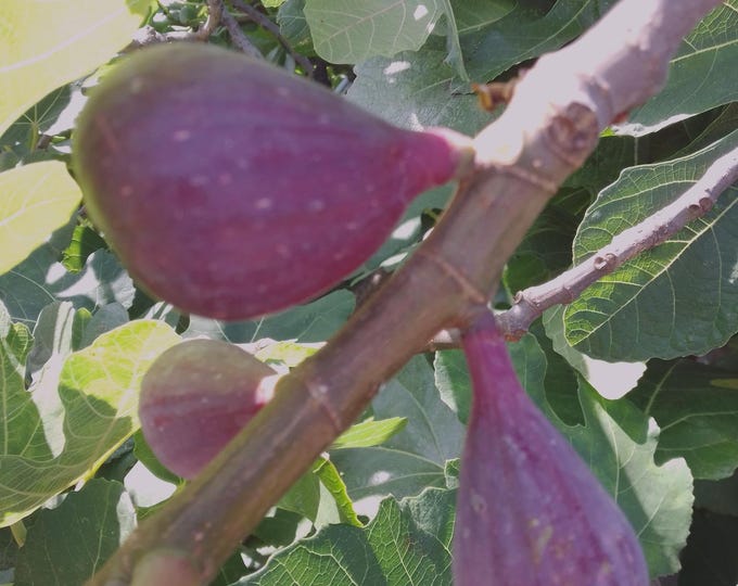 1Pc. perla nera gigante CUTTING NOT ROOTED.