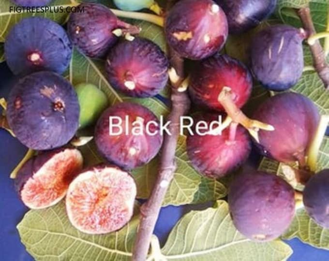 1 P. Black Red cutting  not rooted , cold hardy