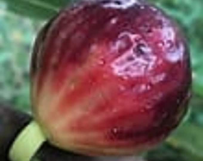 1Pc. exquisitos fig tree cutting.not rooted