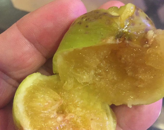 1P. Mary LANE FIG cutting.