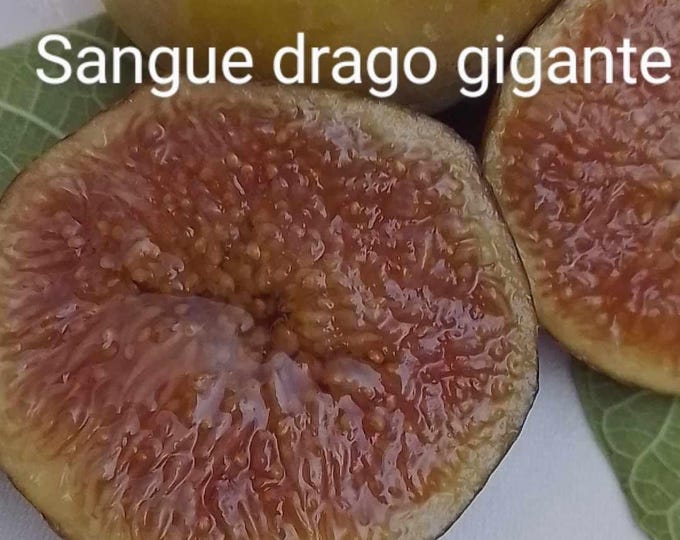 1 SANGUE DRAGO gigante  fig cutting. not rooted.