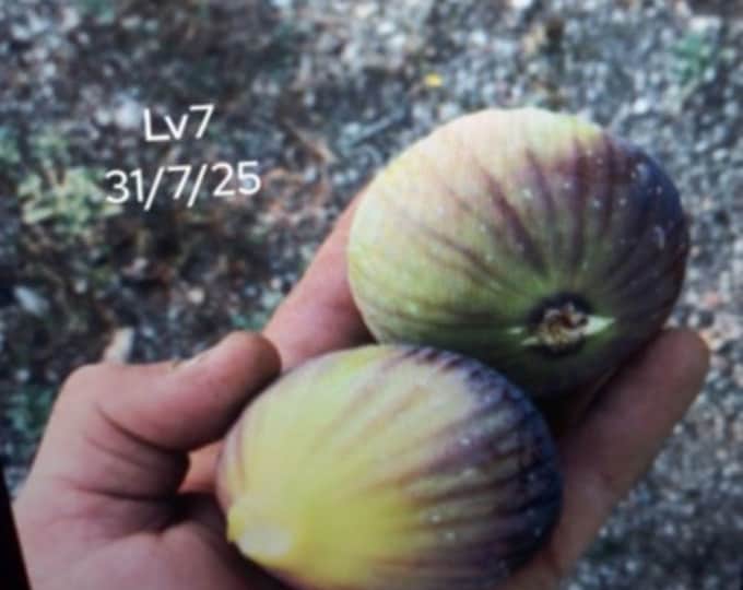 1 p. lv7 cutting , cold hardy. NOT ROOTED