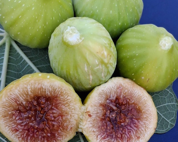 1Pc. MAISIE CUTTING. not rooted. { new fig }