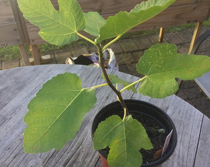 1 LIVE OLGA LIVE Plant.