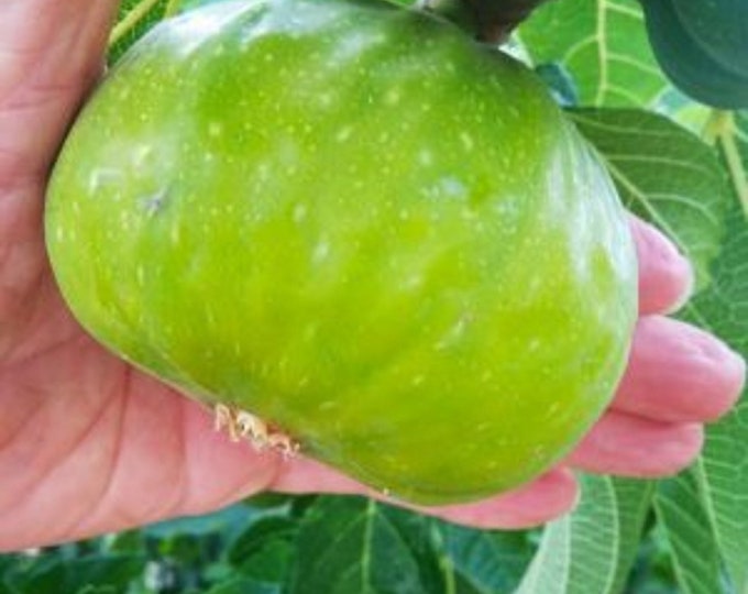 1 Summer Kiss Gigante fig cutting. NOT ROOTED
