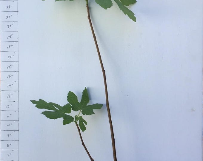 1 ITALIAN White live plant, 24" TALL