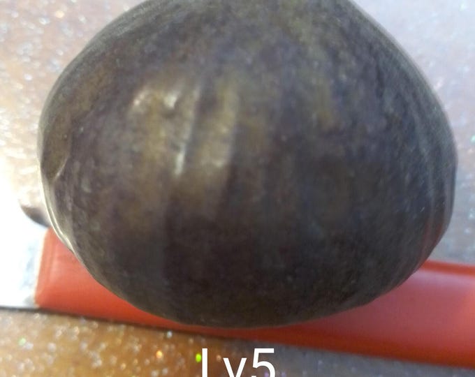 1Pc. LV5 CUTIING NOT ROOTED.