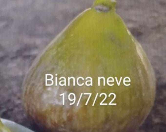 1 Pc. BIANCA NEVE CUTTING.