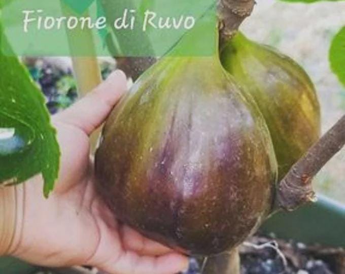 1 FIORONE RUVO live plant . 16"