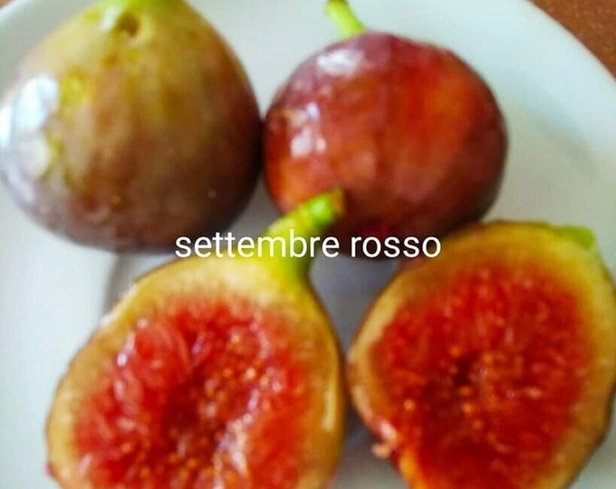 1 SETTEMBRE ROSSO fig cutting. not rooted