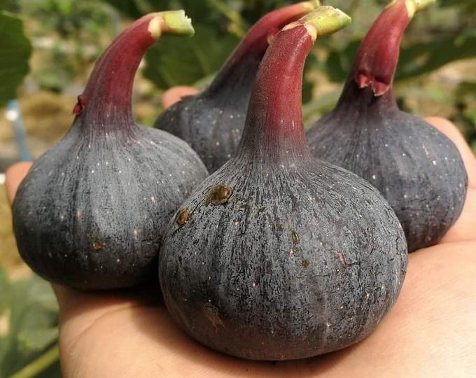 1 Pc. 257 LUNGO CUTTING not rooted.