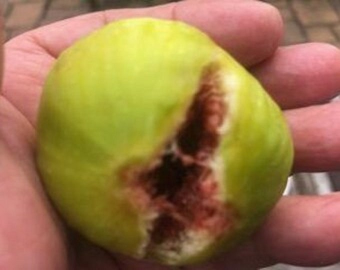 2- italian white fig tree cuttings.