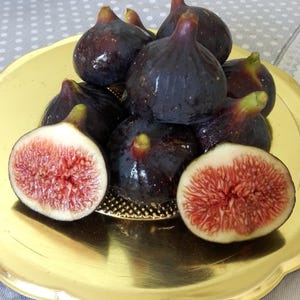 1P. Cul Dama VIOLA CUTTING.NOT Rooted