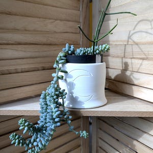 May include: A white ceramic planter with a crescent moon design, holding a variety of succulents. The trailing blue-green 'Burro's Tail' plant cascades down the side. A 'pencil cactus' adds height. The planter sits on a wooden shelf.