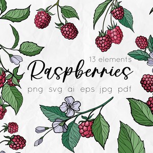 Raspberry svg, berries svg, vector flowers, vintage botanical, svg designs, botanical clipart, floral sublimation, diy, printable berry