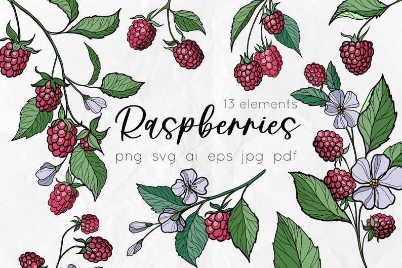 Raspberry Svg Berries Svg Vector Flowers Vintage Botanical - Etsy