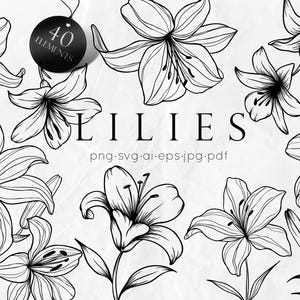 Lelie SVG - bloemen lijntekeningen SVG - bloemen SVG - bruiloft bloemen clipart - plantkunde svg - bloemen lijntekeningen - lelies kunst - bloemen clipart
