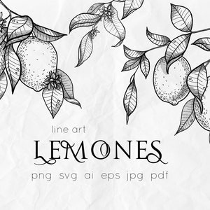 Lemons svg, lemons line art illustration, citrus svg, lemon clipart, line art svg, botanical art, nature clipart, lemons ink drawing