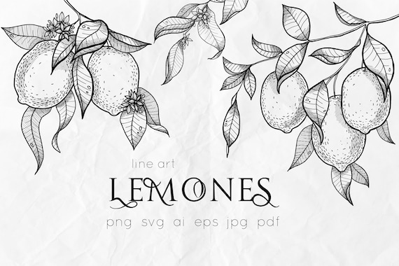 Lemons svg, lemons line art illustration, citrus svg, lemon clipart, line art svg, botanical art, nature clipart, lemons ink drawing