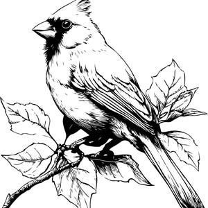 Puede incluir: Ilustraci&oacute;n en blanco y negro de un cardenal posado en una rama con hojas. El ave se muestra de perfil, con su cresta y pico claramente visibles. Las hojas tienen vetas detalladas.