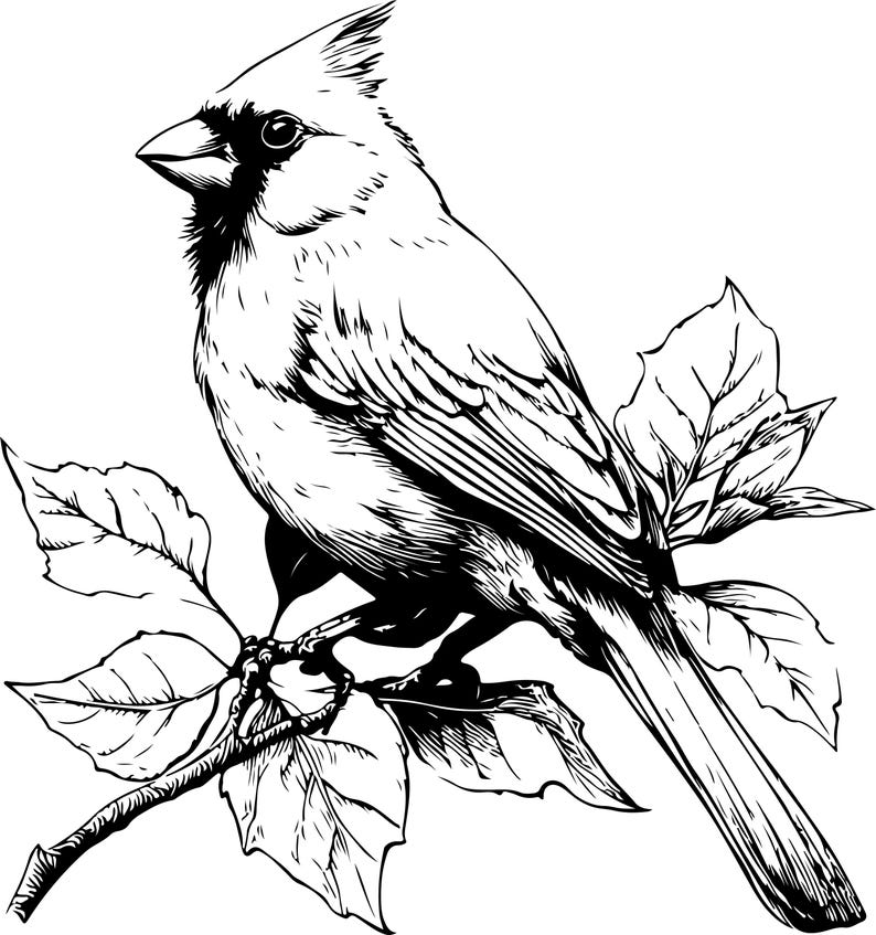 Puede incluir: Ilustraci&oacute;n en blanco y negro de un cardenal posado en una rama con hojas. El ave se muestra de perfil, con su cresta y pico claramente visibles. Las hojas tienen vetas detalladas.