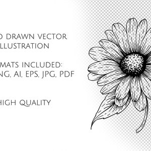 May include: A black and white line drawing of a daisy with a single leaf. The daisy has a large center and many petals.