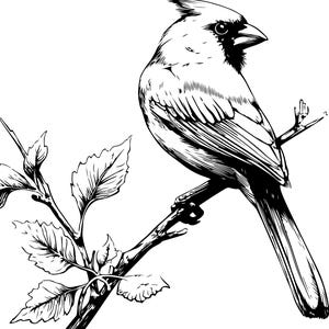 Puede incluir: Ilustraci&oacute;n en blanco y negro de un cardenal posado en una rama con hojas. El ave mira hacia la derecha, con detalles en plumas y pico. La rama tiene varias hojas.