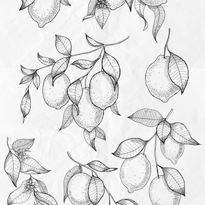 Pu&ograve; includere: Illustrazione in bianco e nero di limoni su rami con foglie. I limoni sono disegnati in uno stile realistico con trame dettagliate.