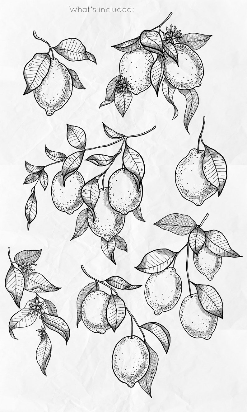 Pu&ograve; includere: Illustrazione in bianco e nero di limoni su rami con foglie. I limoni sono disegnati in uno stile realistico con trame dettagliate.